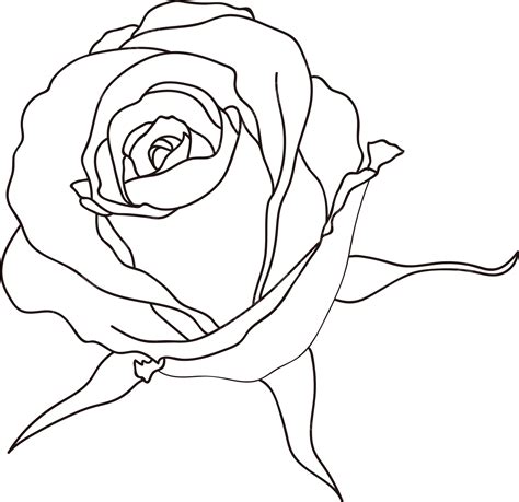Rosas De Dibujo Lineal Png Clipart Blanco Y Negro Flor Rosa Dibujo