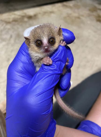 Infant Announcement Seven New Mouse Lemur Infants In 2021 Duke