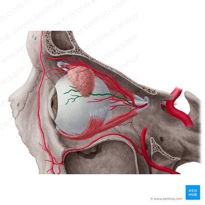 Lacrimal Gland Anatomy Supply And Function Kenhub