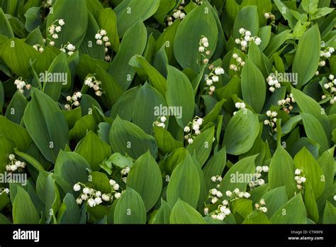 Lily Of The Valley Convallaria Majalis Asparagaceae Stock Photo Alamy