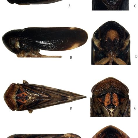 Pediopsoides Species Male Habitus A E Dorsal View Habitus