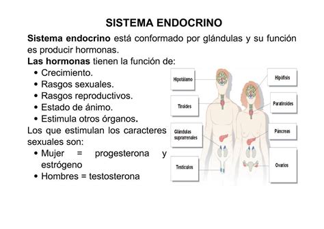 El Sistema Endocrino Esta Formado Por Las Brainlylat