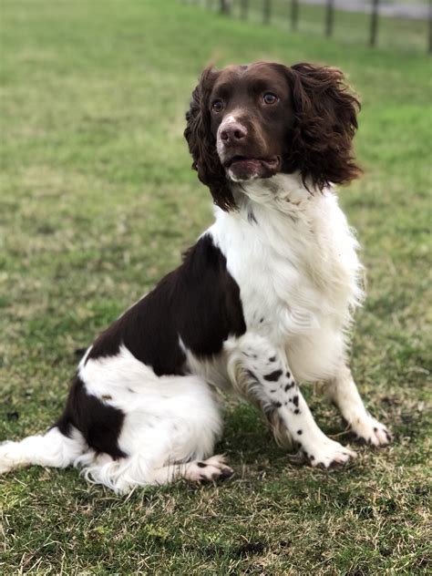 English Springer and Cocker Spaniel Stud Dogs
