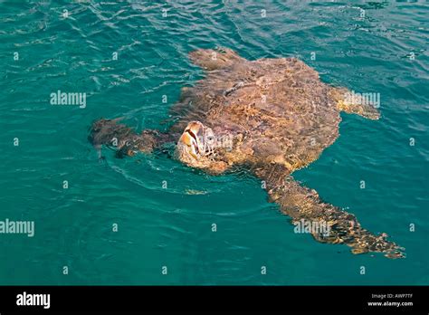 Green Sea Turtle Breathing Chelonia Mydas Honokohau Harbor Kona Big Island Hawaii USA
