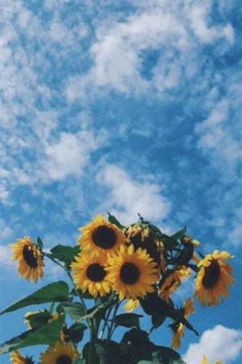 48 Clouds Sunflower Aesthetic Wallpapers On Wallpapersafari