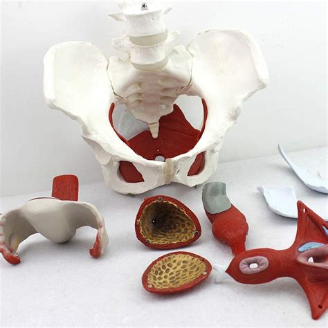 Buy Anatomical Female Pelvis Model Gynecology Training Doctor T