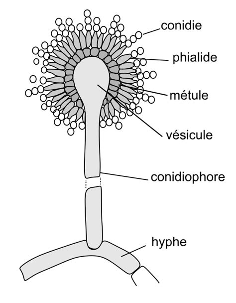 We did not find results for: aspergillus diagram - Google Search | Aspergillus niger ...