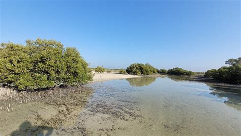 Jubail Mangrove Park In Abu Dhabi Timing Ticket Price Things To See