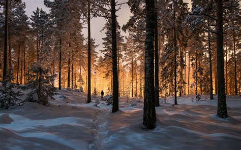 Wallpaper Winter Forest