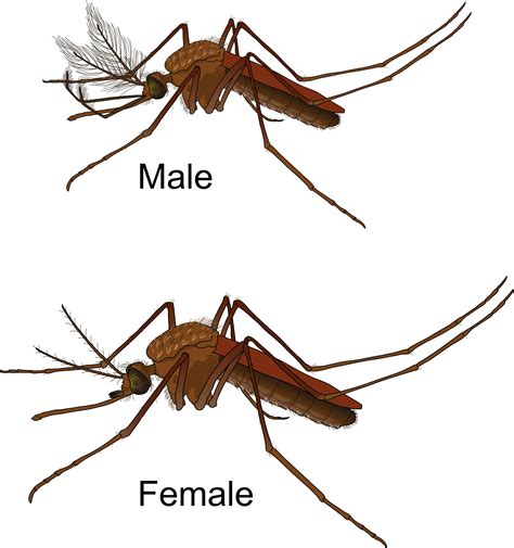 Aedes Mosquito Male And Female Icons Png Free Png And Icons Downloads