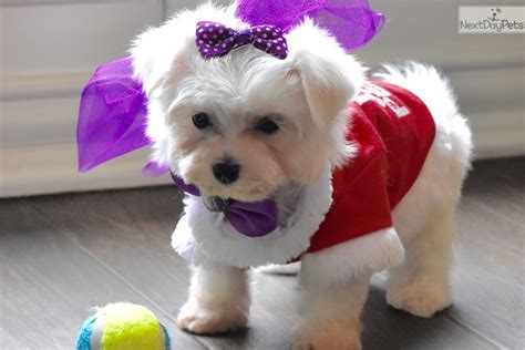 Once you arrive and get your puppy, we will go into the office and go over your puppy folder! Maltese puppy for sale near Dallas / Fort Worth, Texas ...