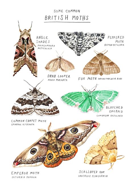 Moth Species Art Print A4 Size British Moths Wildlife Etsy