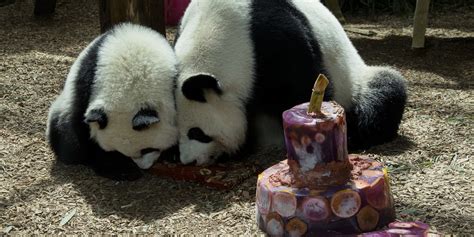 Photos Zoo Atlanta Panda Twins Celebrate Their First Year