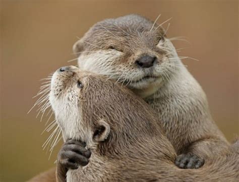 Have I Mentioned The Awesome Hugs Otters Cute Animals Animals