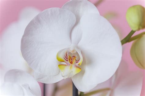 White Phalaenopsis Orchid Frog
