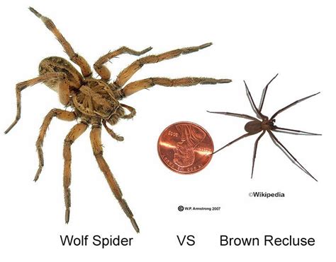 Size The Wolf Spider Is Substantially Larger Than The Brown Recluse