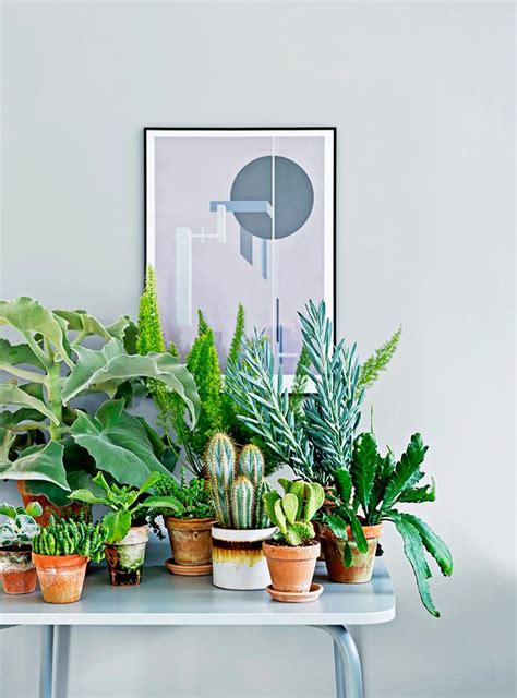 Check out our indoor plants selection for the very best in unique or custom, handmade pieces from our craft supplies & tools shops. The best indoor plants for Australian homes | real living