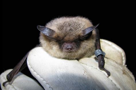 Little Brown Bats Remain A Northern Mystery Juneau Empire