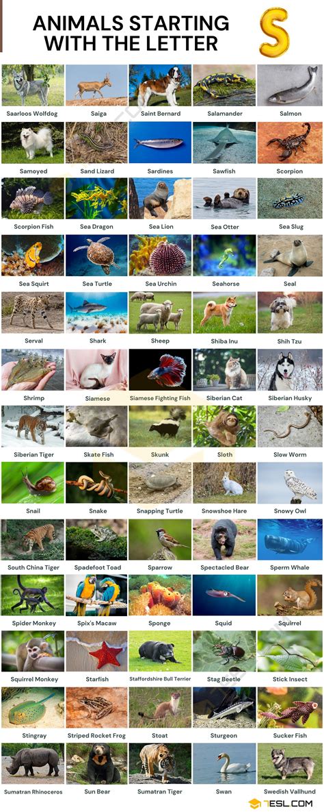 Animals That Start With S Interesting List Of 72 Animals Starting With