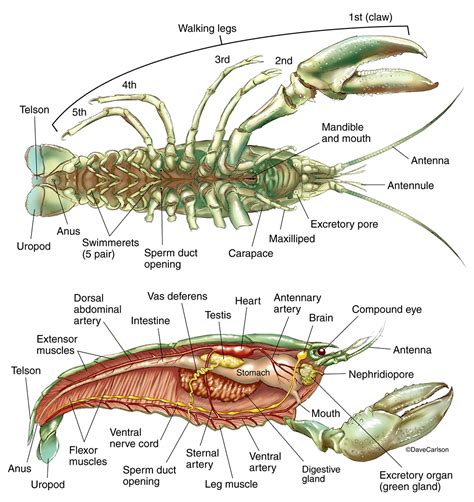 Anatomy Of Crayfish Scienceforyou