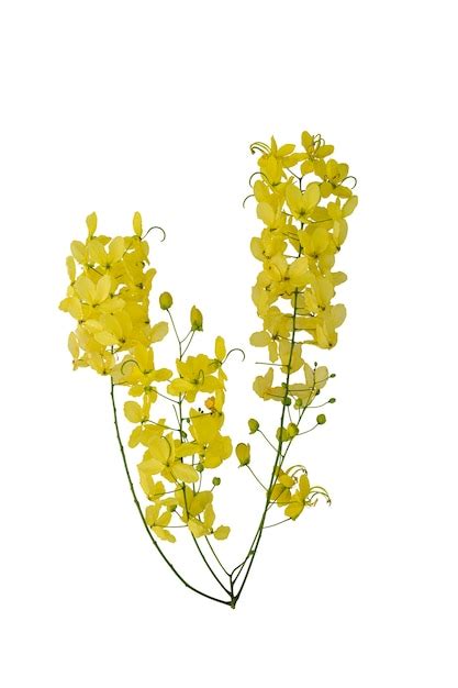 premium photo flowers of cassia fistula or golden shower isolated on white background