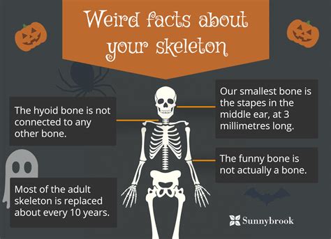 Five Fun Facts About The Skeletal System Fun Guest