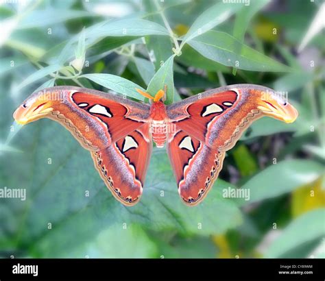 The Atlas Moth Attacus Atlas Is A Large Saturniid Moth Found In The