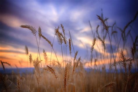 Harvest Sunset Photograph By Jess Williams Fine Art America