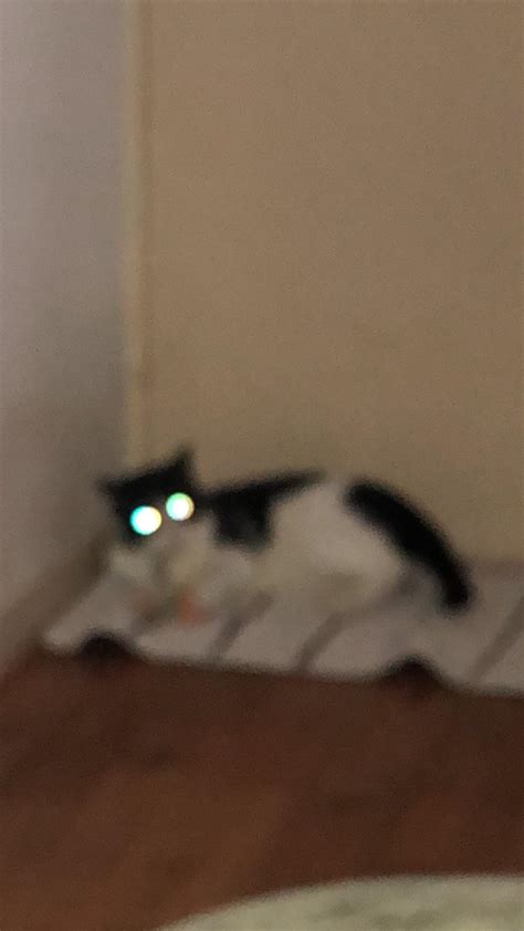 Blurry Picture Of A Cat Blurrypicturesofcats