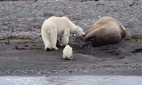 Starving Polar Bear Mother Dares To Paw At Sleeping Walrus