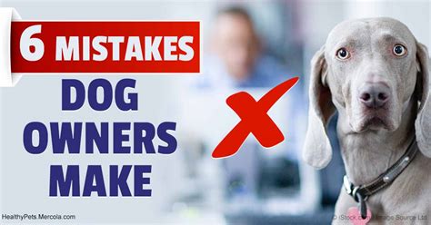 6 Common Dog Training Mistakes That You Should Avoid