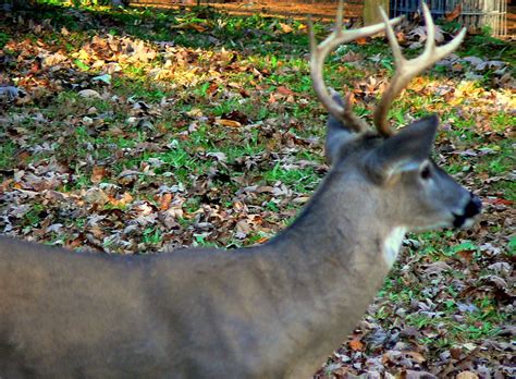 6 Point Buck In Our Backyard Buck This Is Us Backyard Point Pets