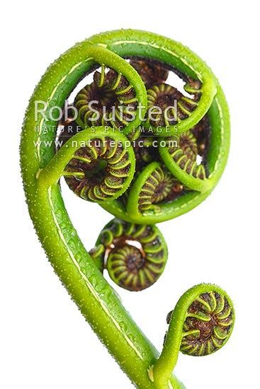 New Zealand Fern Koru The Growing Unfurling Frond Tip Of