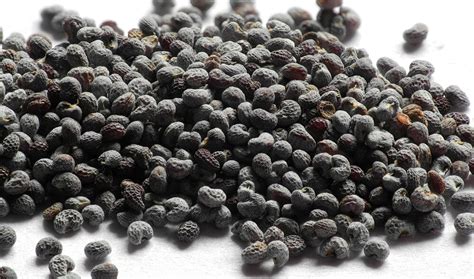 Check spelling or type a new query. Poppy Seed Tea: Deadly Potion or Potent Pain Reliever ...