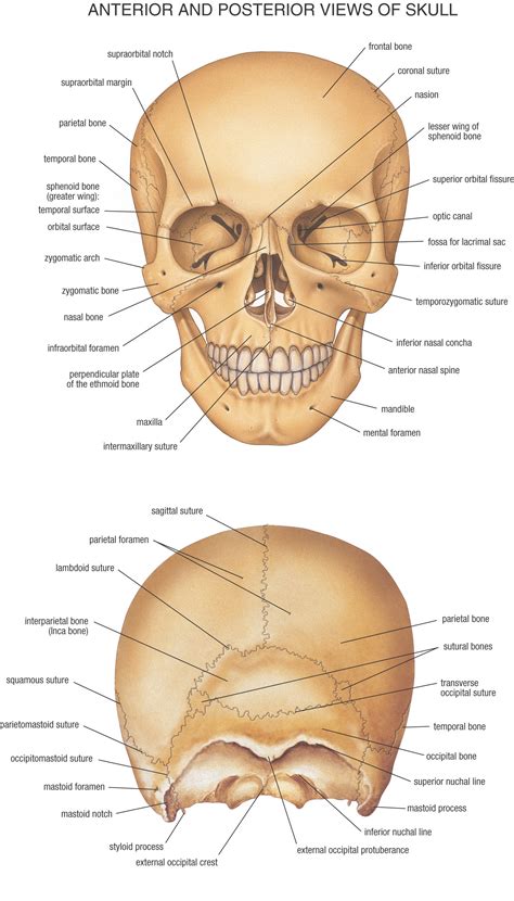 Hb Anatomy Skull