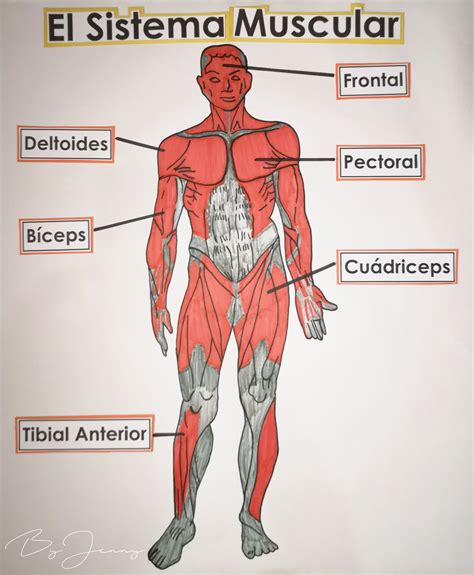 Q Es El Sistema Muscular Cuela