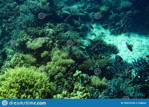 Marine Life In The Red Sea Red Sea Coral Reef With Hard