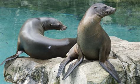 The diffrence in a sea lion and seal is that seals drag thier whole body to the water and a sea lion does not it wmoves with it's four flippers. California sea lion | Smithsonian's National Zoo