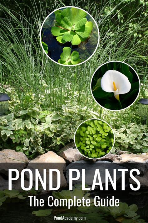 Pond Plants Complete Guide To Plants For Outdoor Ponds Pond Plants