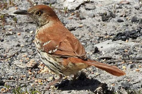 20 Types Of Brown Birds With Photos Bird Feeder Hub