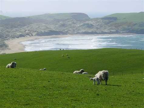 Sheep At A Pasture In New Zealand