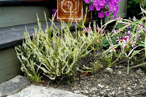 How To Grow Flowering Heathers And Heaths