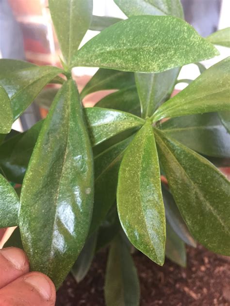 Diseases Daphne Odora Silvering Leaves Gardening And Landscaping