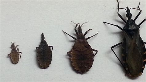 Kissing Bug Brings Deadly Parasite To Tri State Wkrc