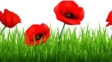 Free Poppy Cliparts Download Free Poppy Cliparts Png Images Free