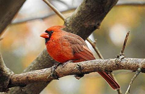 Common Maryland Backyard Birds Birdseed And Binoculars