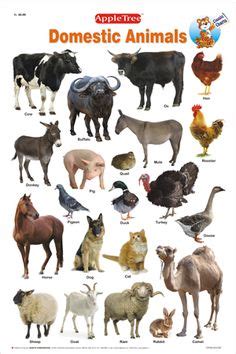 1000+ images about Unit Study-Animals on Pinterest | Wild animals