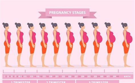 Hormonal Pregnant Belly Vs Fat Belly Difference Pregnantbelly