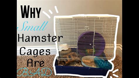 Why Small Hamster Cages Are Bad YouTube
