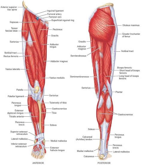 Leg Muscle Diagram Back Human Anatomy Muscles Of The Leg Xixth
